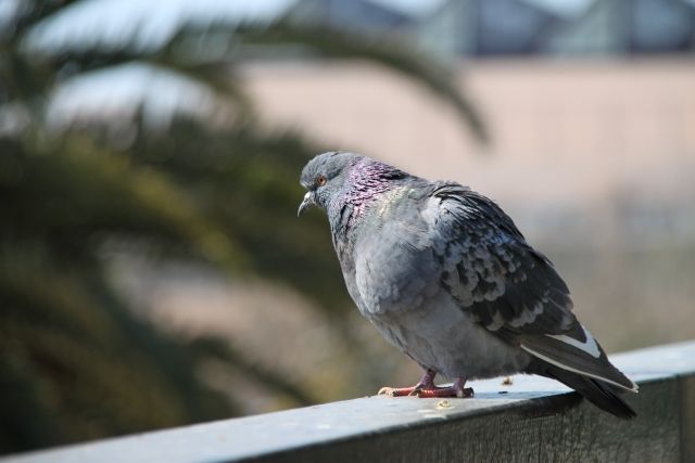 鳩の糞を掃除する