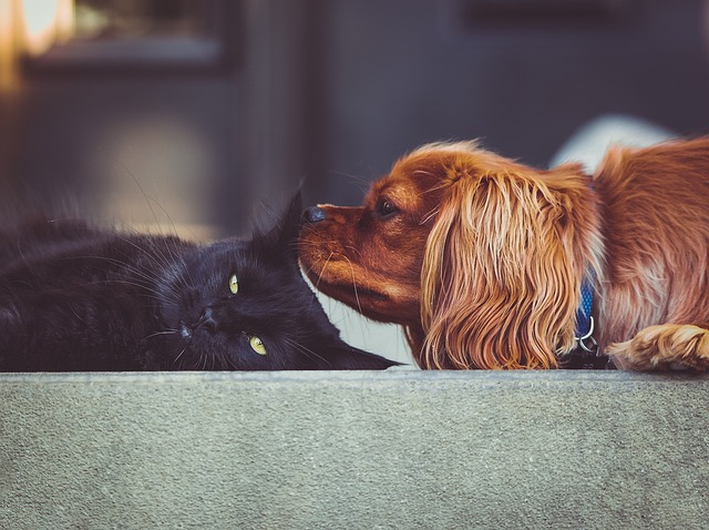 猫と犬の夢