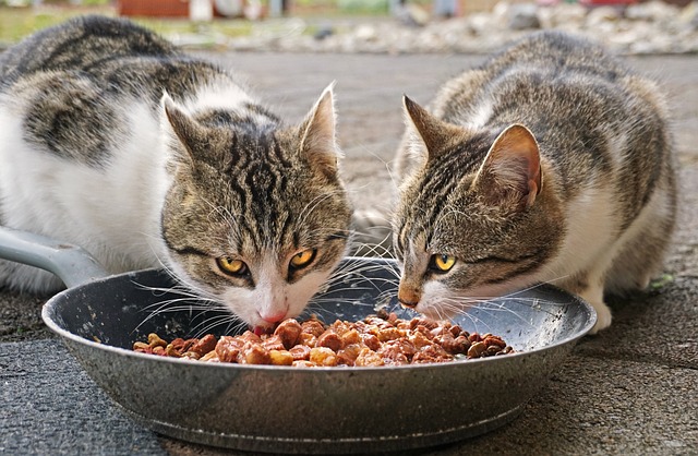 ご飯を食べる猫