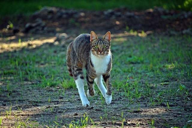 走る猫