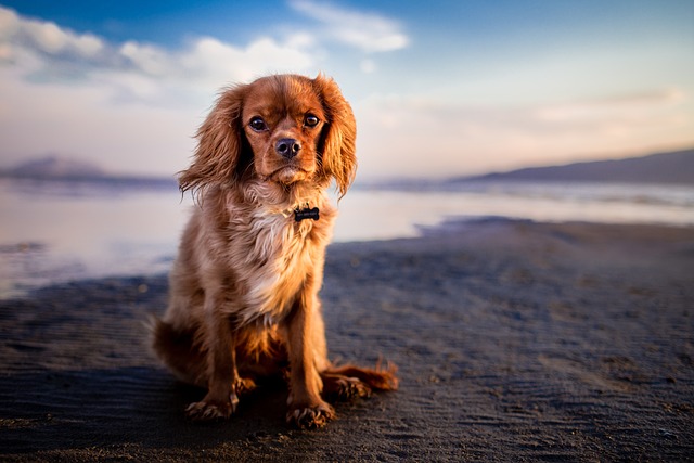 「犬」から追いかけられる夢