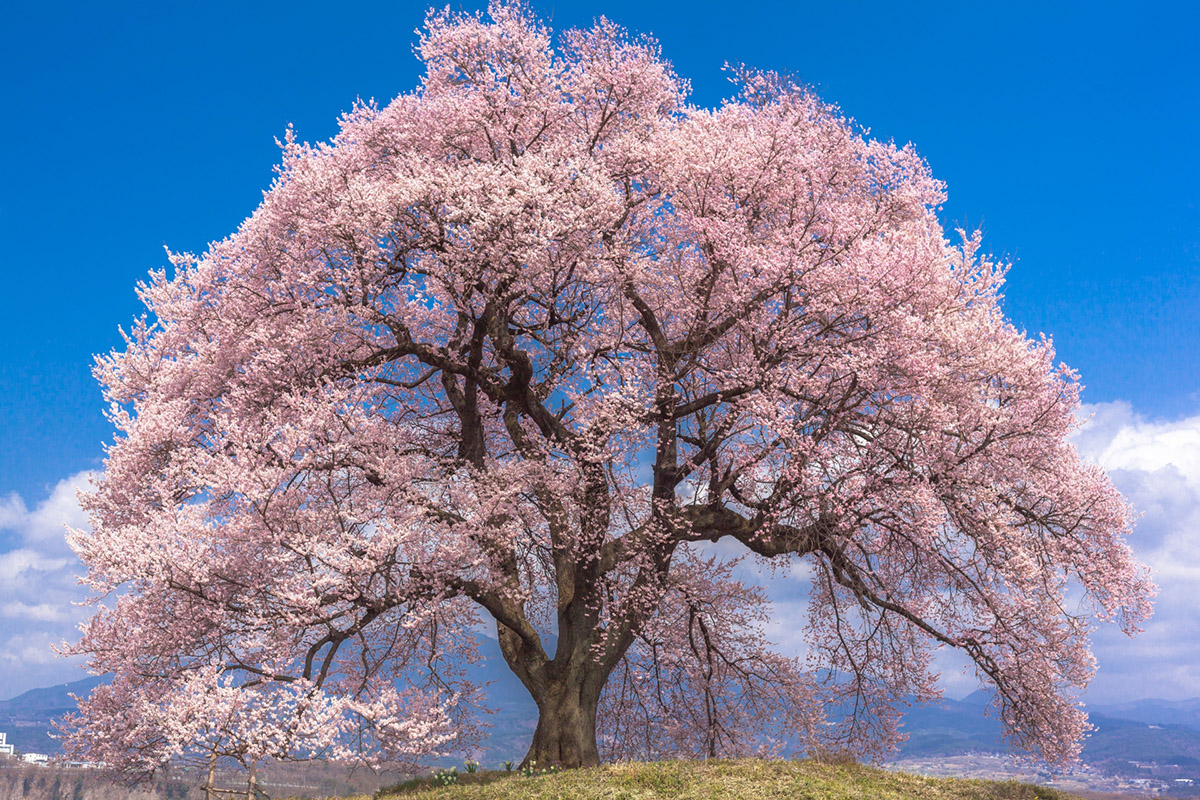 今年お花見するとしたらどんな場所