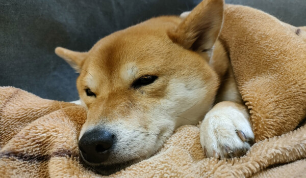 犬を飼っていて大変なこと