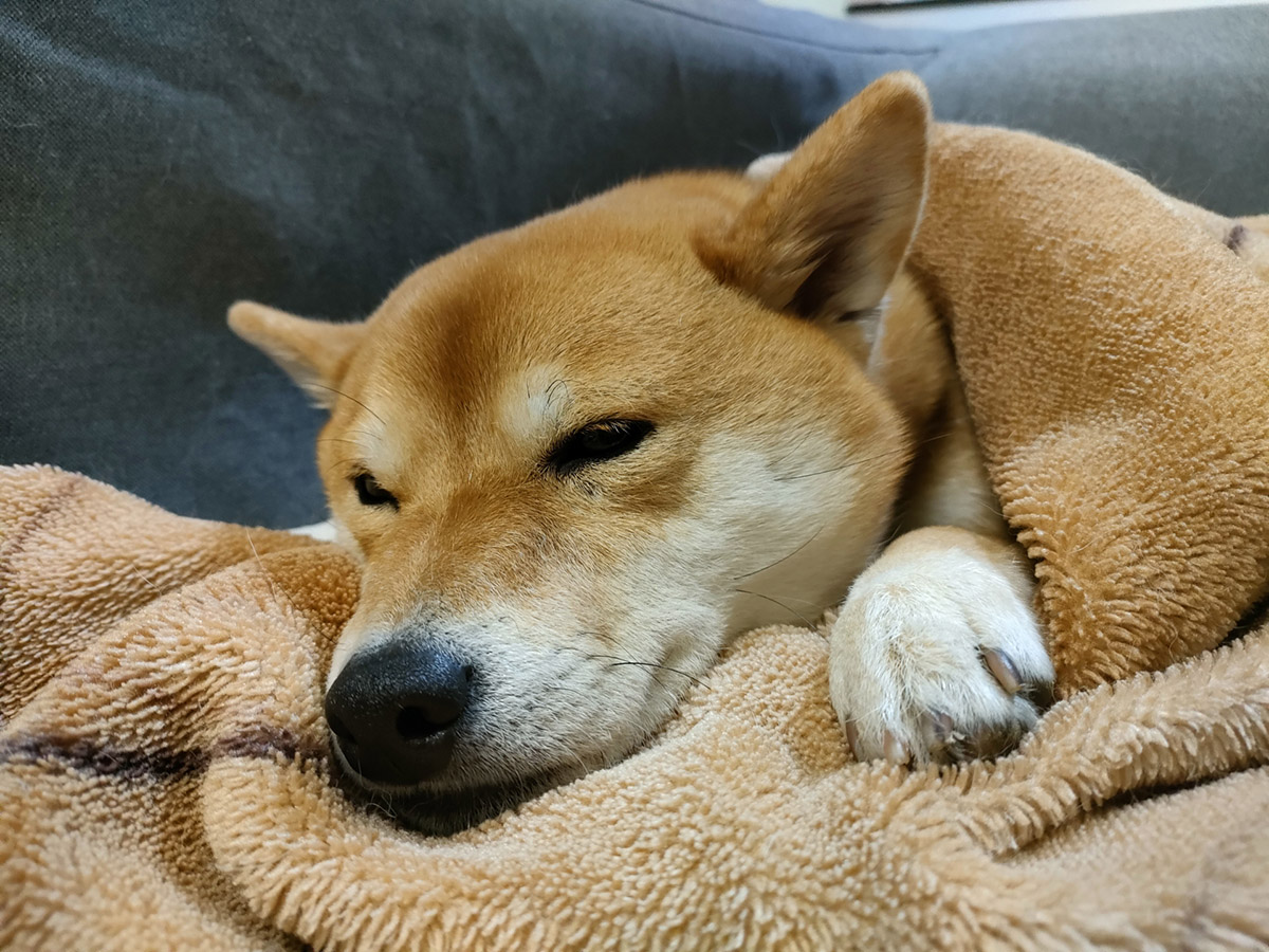 犬を飼っていて大変なこと